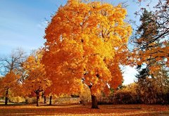 золотая осень - деревья, природа, парк, осень, лес - оригинал