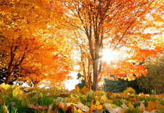 золотая осень - природа, осень, лес, деревья - оригинал