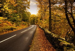 золотая осень - деревья, лес, дорога, осень, природа - оригинал