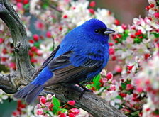 синяя птица