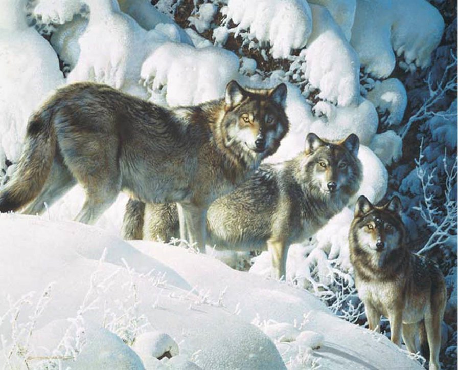волки зимой - волки, животные, зима - оригинал
