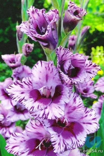 Гладиолус - цветы - оригинал
