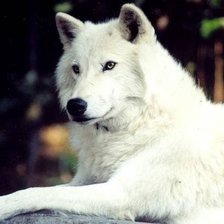 Оригинал схемы вышивки «белый волк» (№33090)