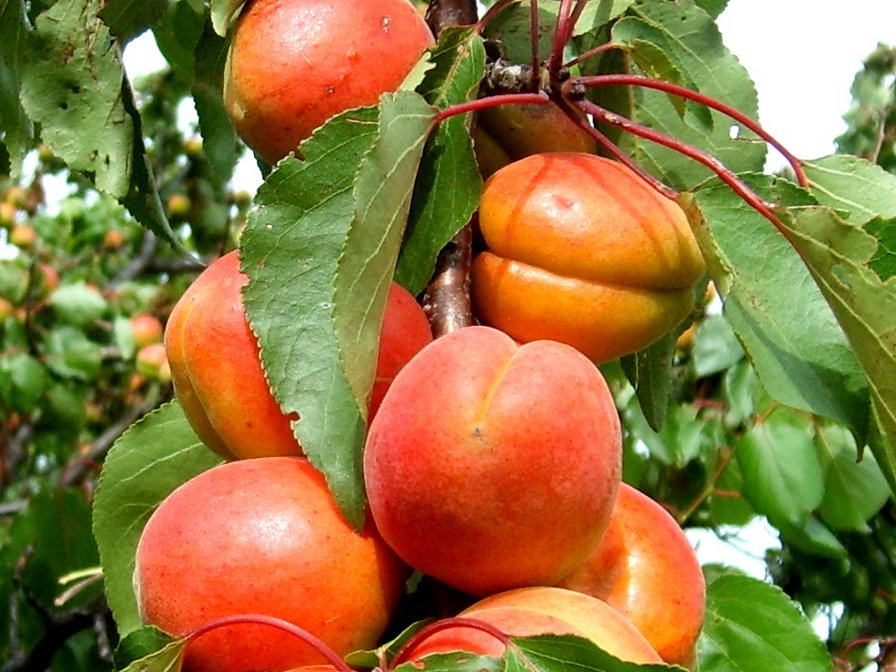 абрикосы - лето, абрикосы, фрукты - оригинал