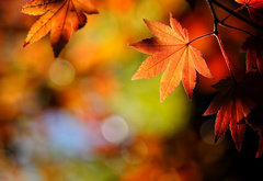 золотая осень - природа, осень, листья - оригинал