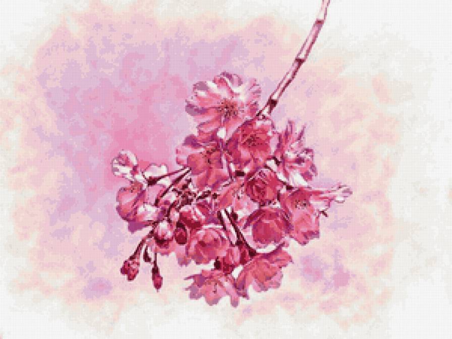 Ветка сакуры - ветка, сакура, цветы, розовые цветы - предпросмотр
