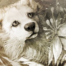 Пес и цветок