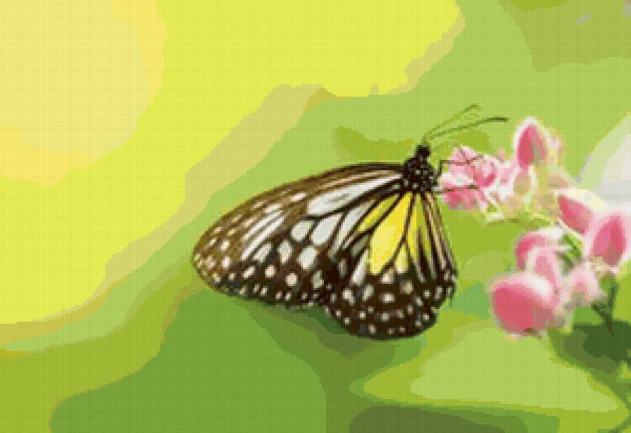 бабочка на цветке - рирода, цветы, бабочка, цветок - предпросмотр