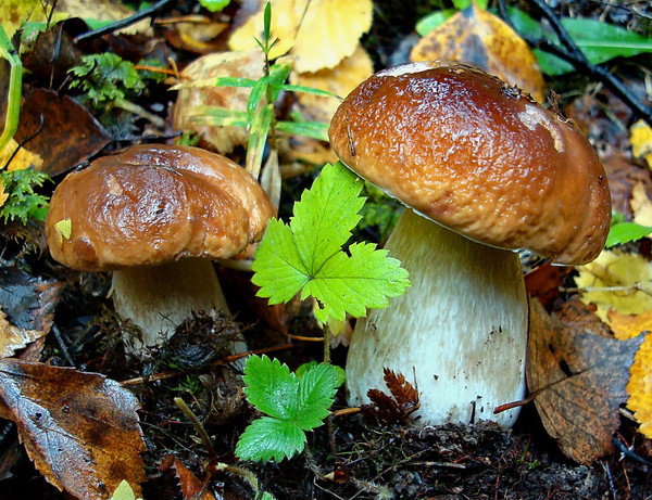 боровички - грибы, белый гриб - оригинал