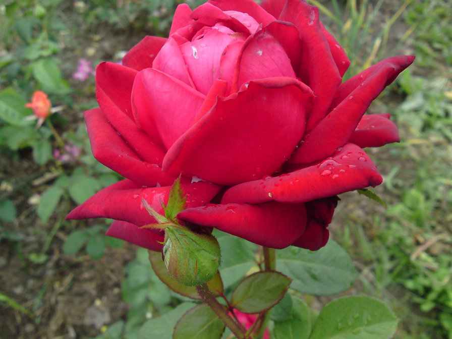 роза бургунди - розы, цветы - оригинал