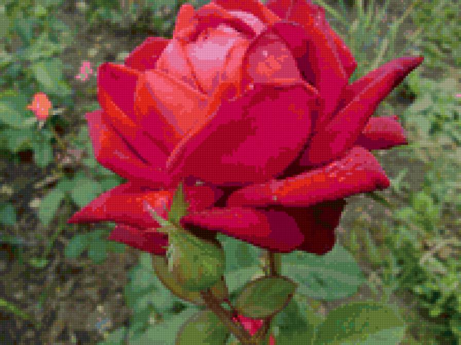 роза бургунди - цветы, розы - предпросмотр