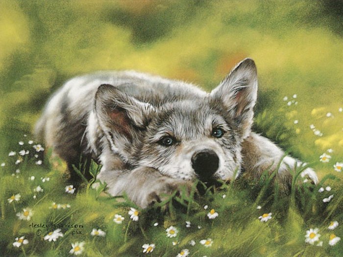 Волчонок - волк, животные, живопись - оригинал