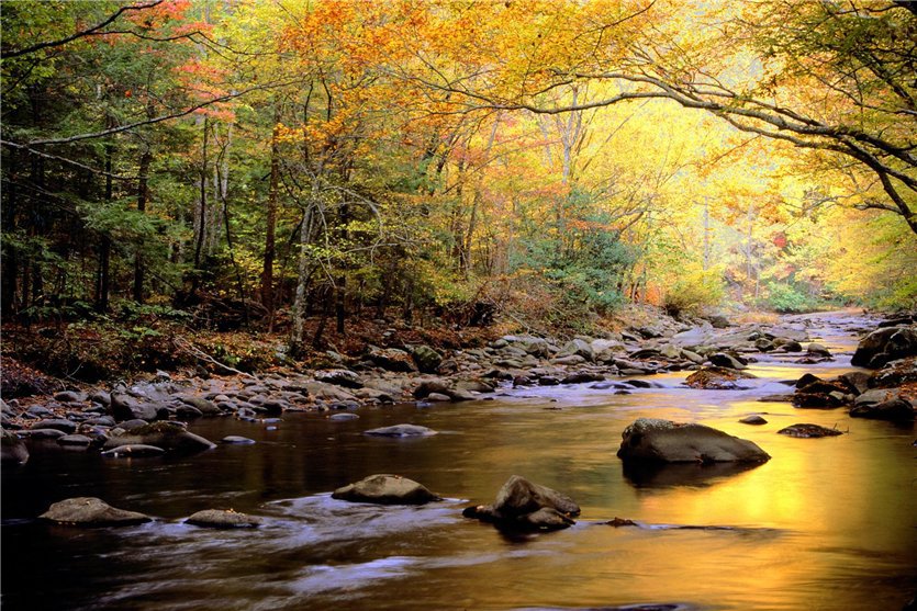 Природа - природа, деревья, осень, речка - оригинал