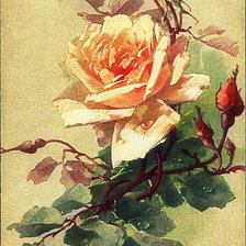 Оригинал схемы вышивки «Роза» (№34812)