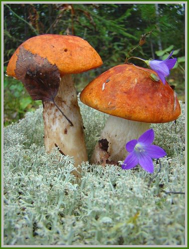 ГРИБЫ - растения, грибы, природа, осень - оригинал