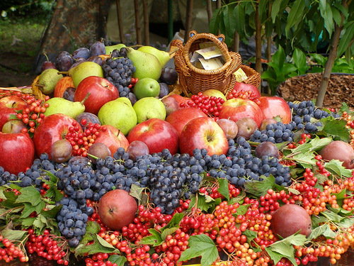 фрукты - осень, растения, фрукты, природа - оригинал