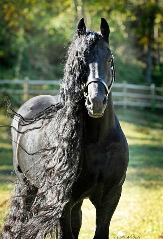 19 - лошади, природа, животные, красота - оригинал