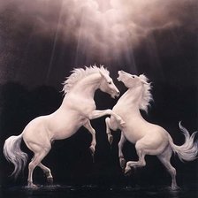 белые кони