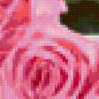 Предпросмотр схемы вышивки «розы» (№36012)