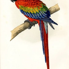 Оригинал схемы вышивки «птицы. попугай» (№36164)