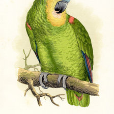 Оригинал схемы вышивки «птицы. попугай» (№36210)