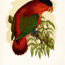 Оригинал схемы вышивки «птицы. попугай» (№36240)