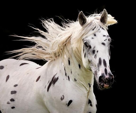 67 - красота, животные, лошади, природа - оригинал