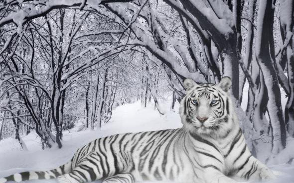 белый тигр - тигр, природа, животные - оригинал