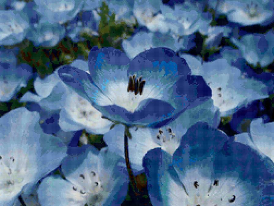 №36525 - цветы, голубые цветы, незабудки - предпросмотр