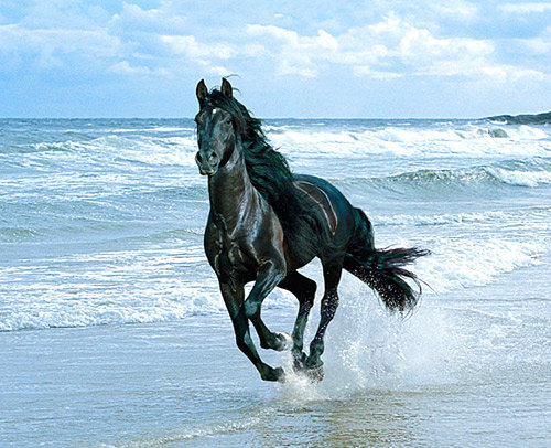 бегущий по волнам - море, конь - оригинал