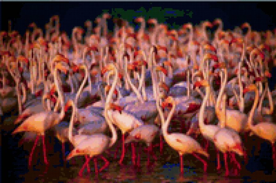 Стая фламинго - фламинго, птицы - предпросмотр