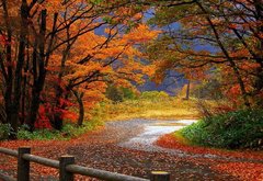 золотая осень - природа, осень, пейзаж, лес, деревья - оригинал