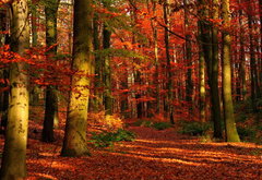 осень - осень, пейзаж, природа, лес - оригинал