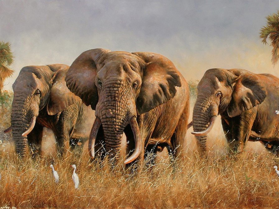 слоны - животные, природа - оригинал