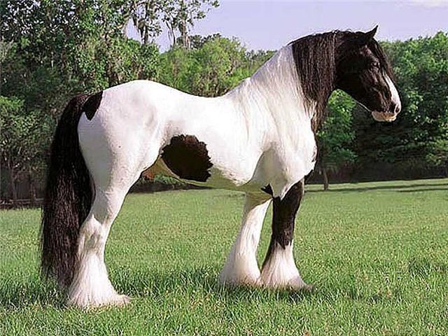 577 - лошади, животные, красота, природа - оригинал