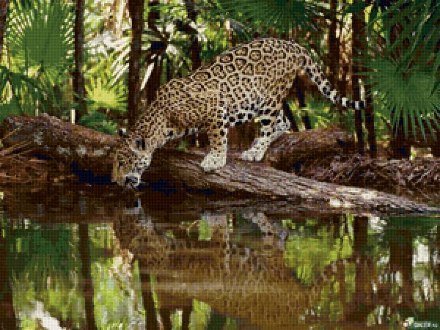 леопард - природа, котята, кошки, животные - предпросмотр