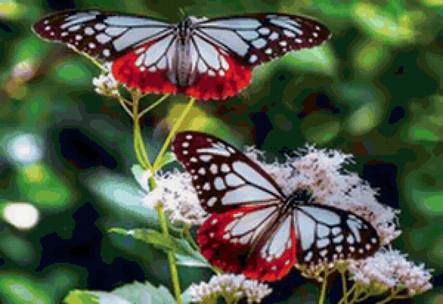бабочки - насекомые, бабочки, природа - предпросмотр