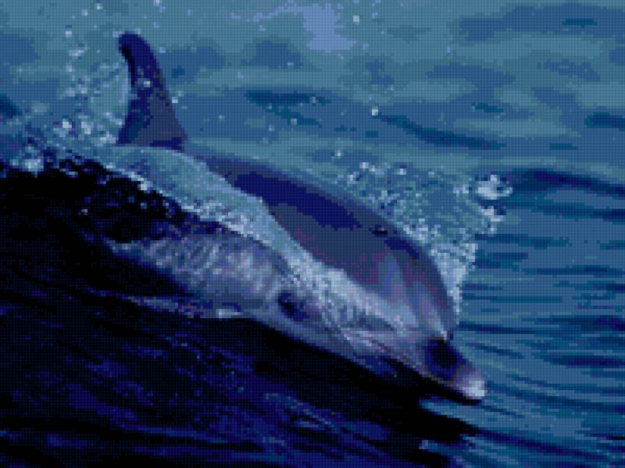 дельфин - животные, море - предпросмотр