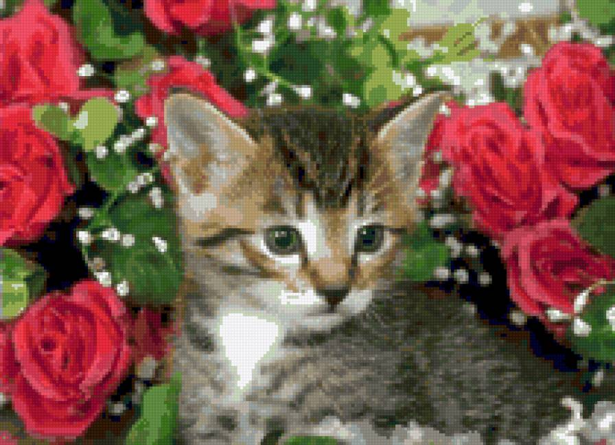 серия "кошки" - котенок.цветы.розы - предпросмотр
