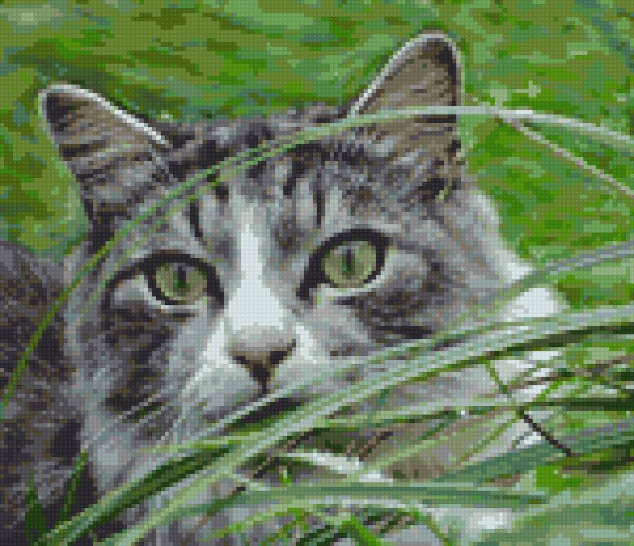 котик - трава, котик - предпросмотр