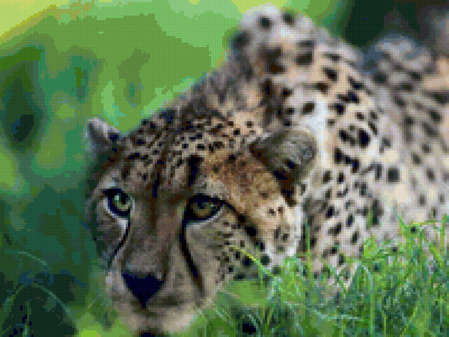 гепард на охоте - животные - предпросмотр