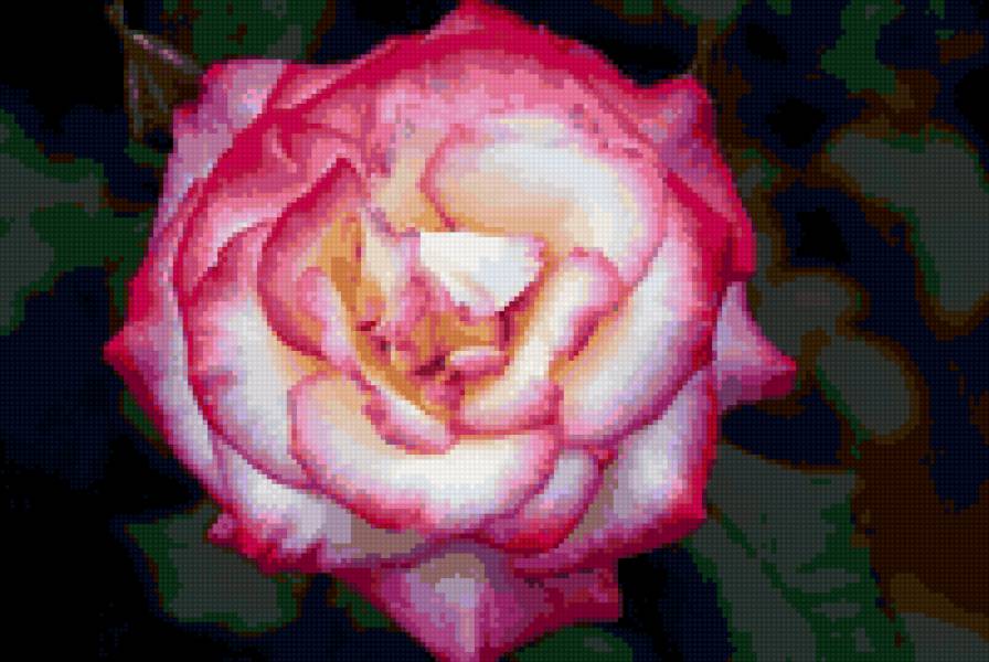 Розы - цветы - предпросмотр