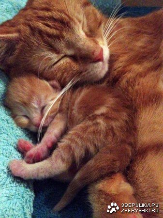 Кошки - материнская любовь, кошки, котята - оригинал