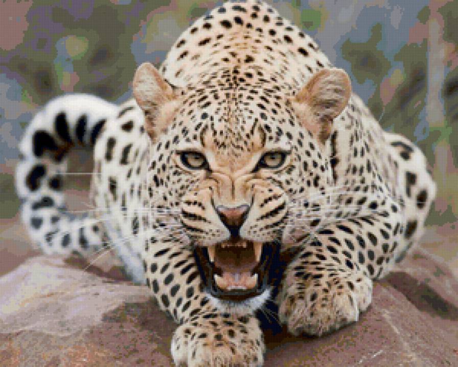 леопард - леопард, животные, природа - предпросмотр