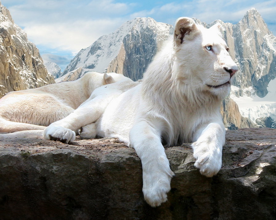 белый лев - природа, белый лев, животные - оригинал