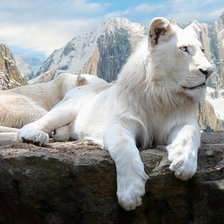 Оригинал схемы вышивки «белый лев» (№39923)