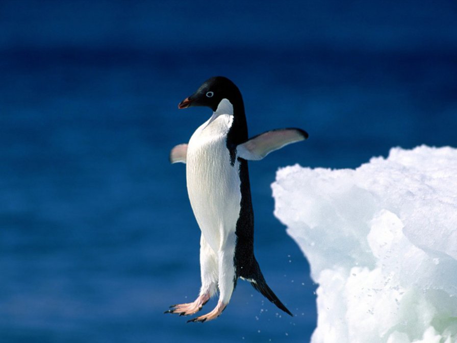 пингвин - пингвин, природа, птицы - оригинал
