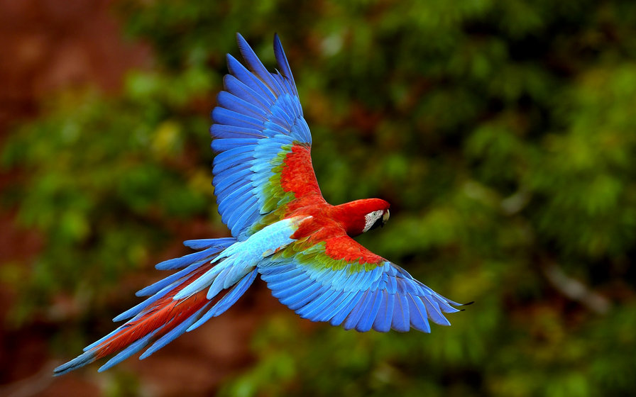 попугай1 - полет, природа птицы, попугай - оригинал
