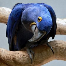 синий ара