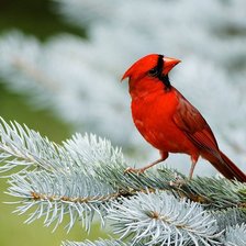 Схема вышивки «красный кардинал»
